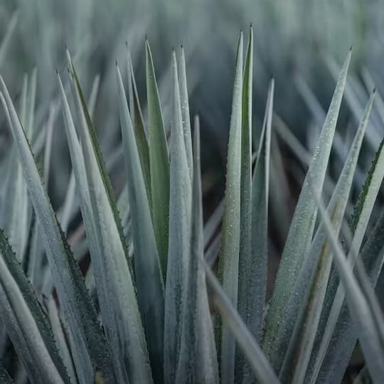 Clase Azul Blue Weber Agave Tequila